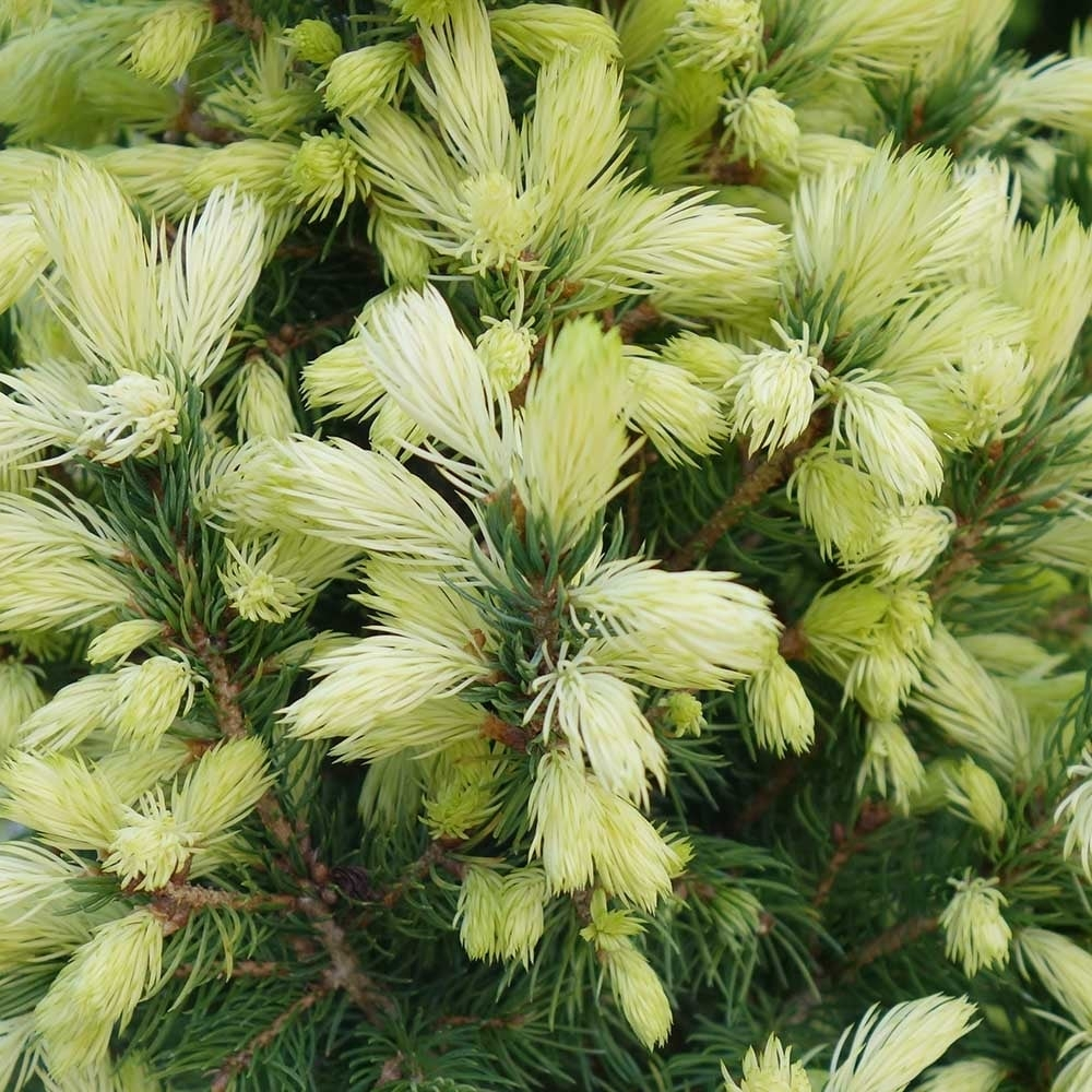 Дейзи уайт. Ель канадская белобока. Ель сизая (Picea glauca "Daisy's White")*. Ель Дейзи Уайт. Ель канадская Дейзис Уайт.