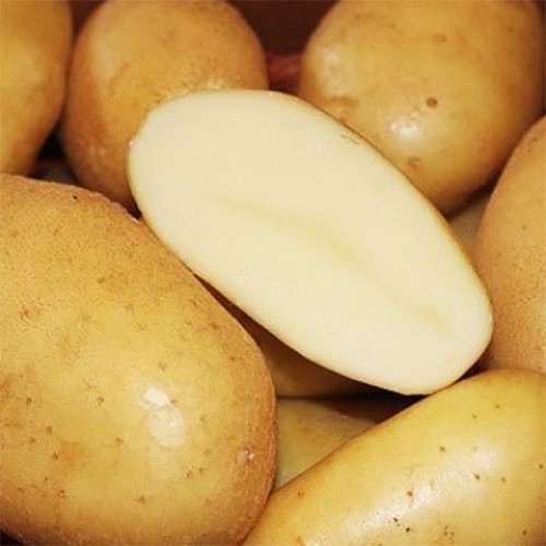 Картофель семенной Крепыш фото 1 