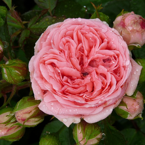 Роза флорибунда Кимоно фото 2 