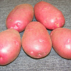 Картофель семенной Любава фото 2 