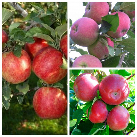 Дерево-сад (3-4х летка) яблоня 3 сорта Хоней Крисп-Мантет-Лобо
