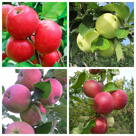 Дерево-сад (3-4х летка) яблоня 4 сорта Хоней Крисп-Налив-Мантет-Жигулевское
