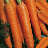 Морковь Наполи F1 фото 1 