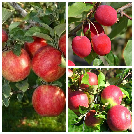 Дерево-сад (3-4х летка) яблоня 3 сорта Хоней Крисп-Китайка Долго- Уэлси