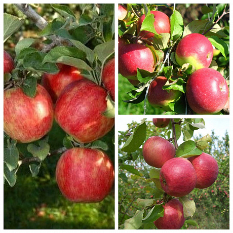 Дерево-сад (3-4х летка) яблоня 3 сорта Хоней Крисп-Уэлси-Жигулевкое