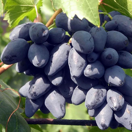 Виноград плодовый Ромбик