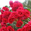 Роза плетистая Пауль Скарлет Клайминг фото 2 