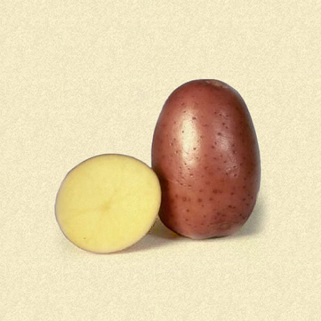 Картофель семенной Беллароза