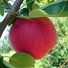 Яблоня Пепин шафранный фото 3 
