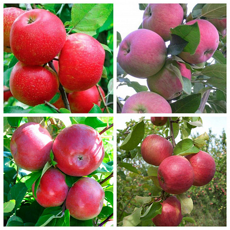 Дерево-сад (3-4х летка) яблоня 4 сорта Хоней Крисп-Мантет-Лобо-Жигулевское