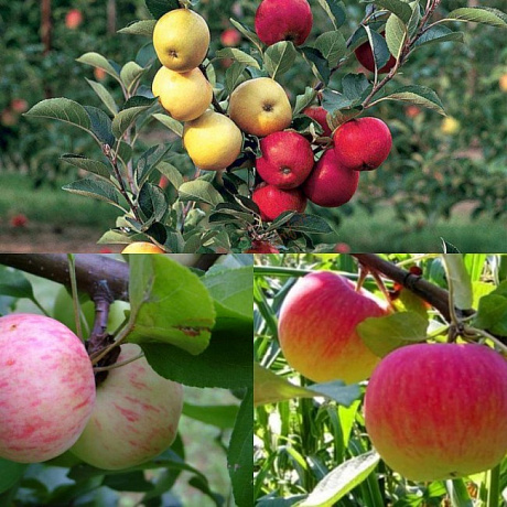 Дерево-сад (2-3х летка) яблоня 2 сорта Грушовка Московская - Медуница