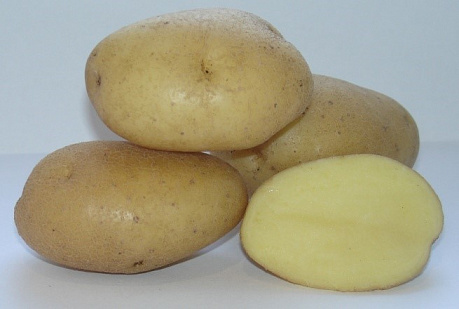 Картофель семенной Вымпел