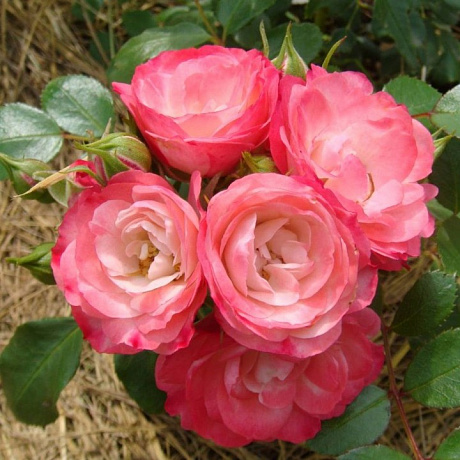 Роза парковая Манте де Велюр