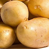 Картофель семенной Крепыш фото 2 