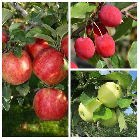 Дерево-сад (3-4х летка) яблоня 3 сорта Хоней Крисп-Китайка Долго-Налив белый