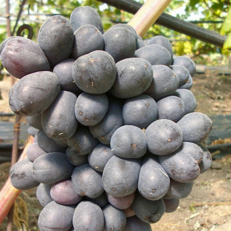 Виноград плодовый Фуршетный
