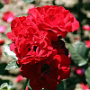 Роза флорибунда Нина Вейбул фото 1 