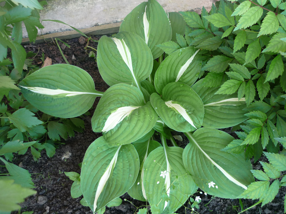 Хоста Hosta Risky Business