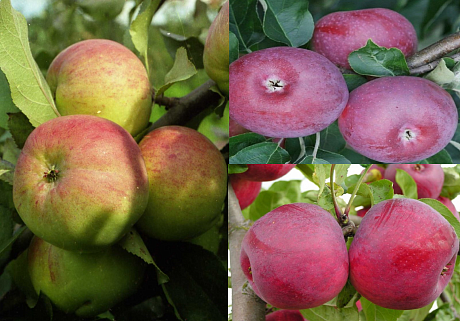 Дерево-сад (3-4х летка) яблоня 3 сорта Макинтош-Болотовское-Лобо