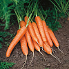 Морковь Нанте фото 3 