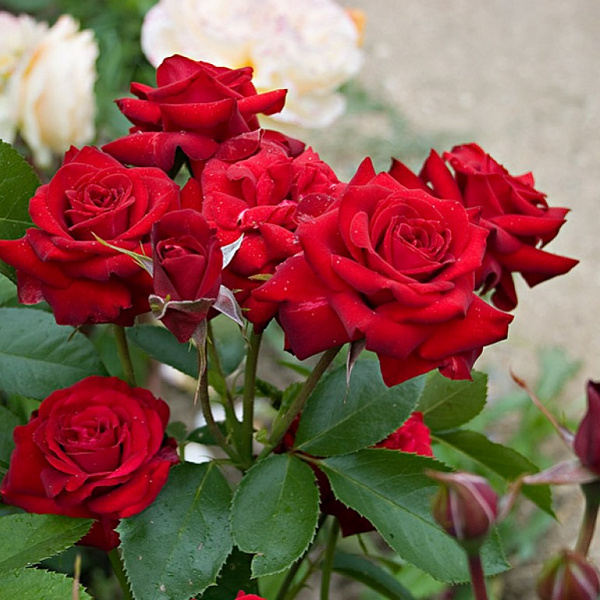 Роза флорибунда Николо Паганини фото 3 