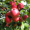 Яблоня Пепин шафранный фото 2 