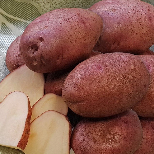 Картофель семенной Любава фото 1 