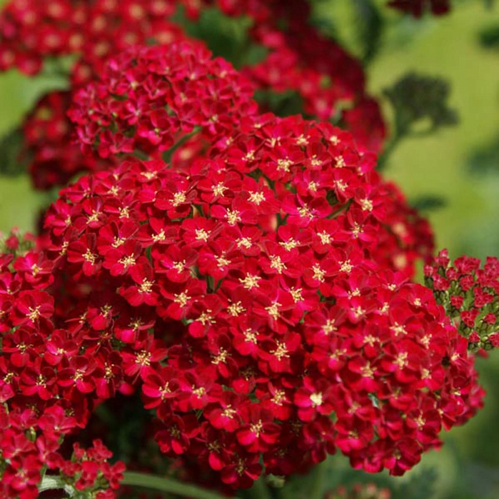 Тысячелистник обыкновенный 'Red Velvet'