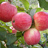 Дерево-сад (2-3х летка) яблоня 3 сорта Мелба - Конфетное - Орлинка фото 1 