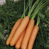 Морковь Нанте фото 2 