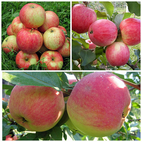 Дерево-сад (2-3х летка) яблоня 3 сорта Мелба - Конфетное - Орлинка фото Дерево-сад (2-3х летка) яблоня 3 сорта Мелба - Конфетное - Орлинка 
