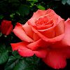 Роза чайно-гибридная Христофор Колумб (Rose Christophe Colomb) фото 1 