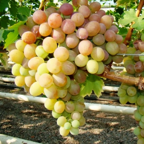 Виноград плодовый Виорика