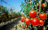 10 шагов к идеальному урожаю помидор