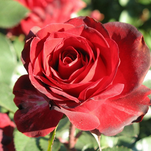 Роза флорибунда Николо Паганини фото 2 
