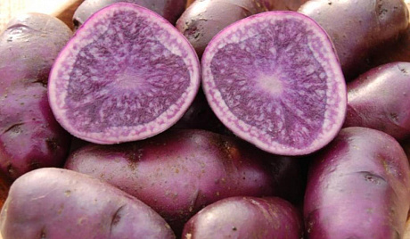 Картофель семенной Фиолетовый
