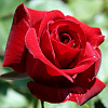 Роза флорибунда Николо Паганини фото 1 